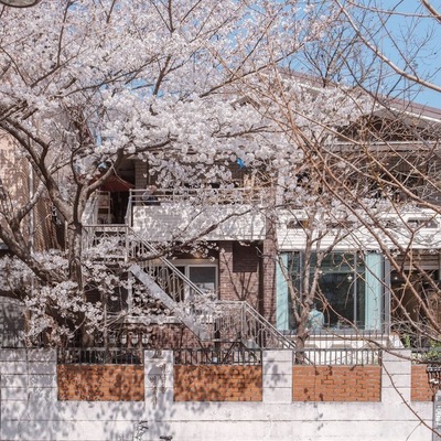 Yeonnam-dong Cherry Blossom House_image